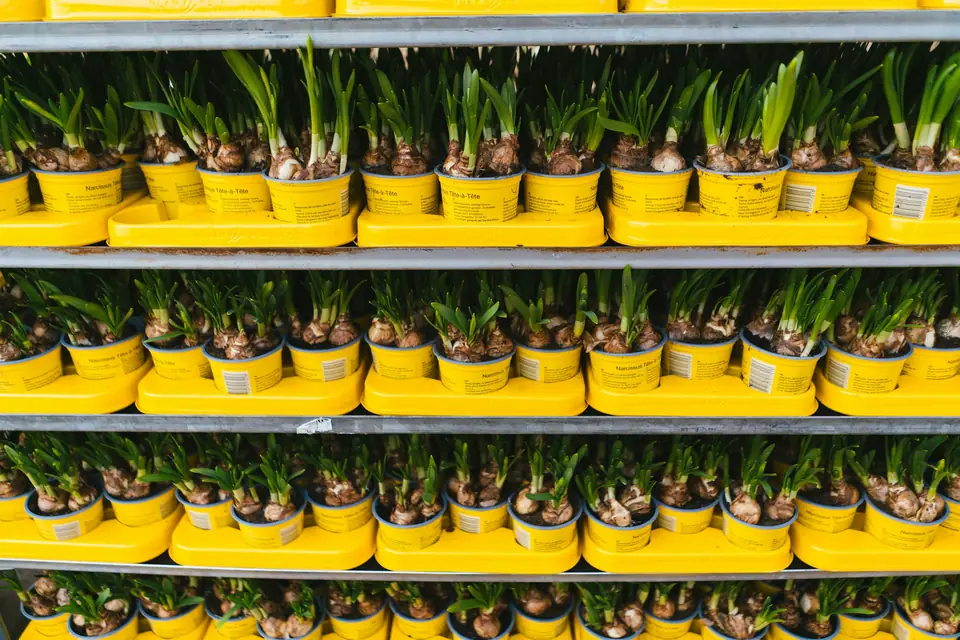 Danish trolleys with young plants, ready for transport